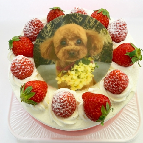 �L�����N�^�[�P�[�L