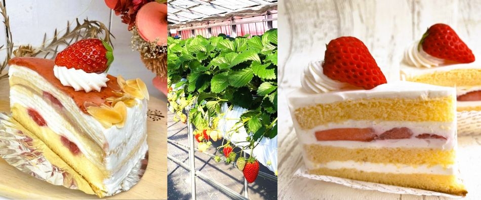 䕃V���[�g�̉摜