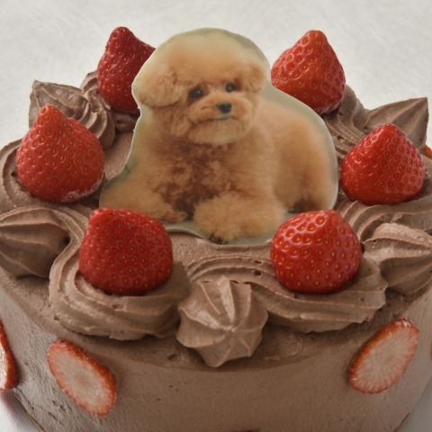 �`���R�v�����g�f�R���[�V����(�`���R�N���[��)