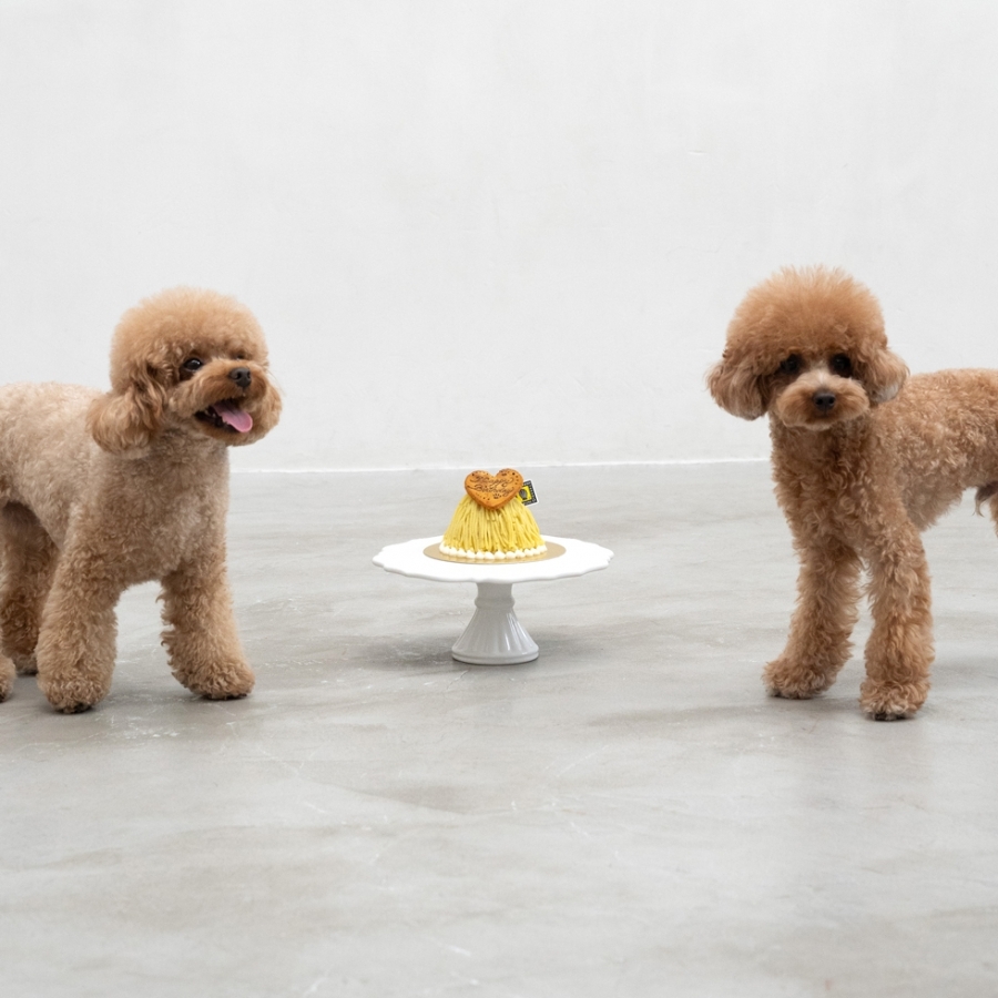 ワンワンさん限定確認用