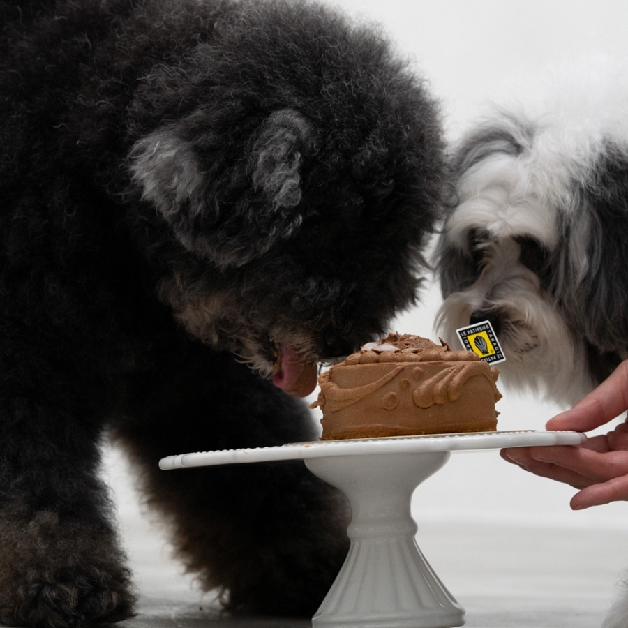 ワンワンケーキ ショコラ風（犬用ケーキ） ル パティシエ タカギ