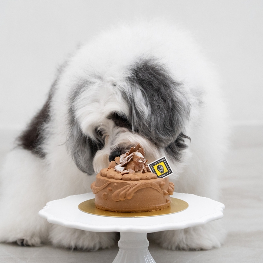 ワンワンケーキ ショコラ風（犬用ケーキ） ル パティシエ タカギ