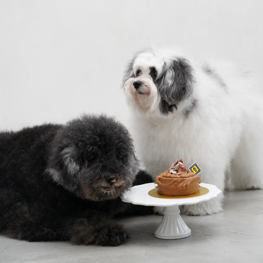 ワンワンケーキ ショコラ風(犬用ケーキ) ル パティシエ タカギ ワンワンケーキ ショコラ風(犬用ケーキ) ル パティシエ タカギ