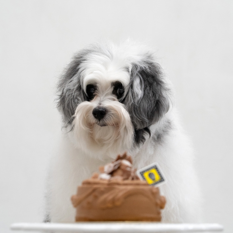 ワンワンケーキ ショコラ風（犬用ケーキ） ル パティシエ タカギ