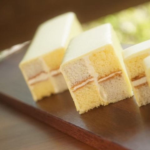 DAMIER �`�_�~�G�������`